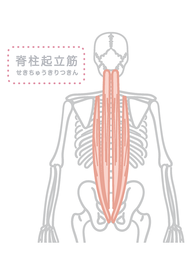 脊柱起立筋